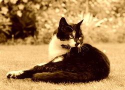 Sepia