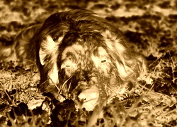 Sepia + Negatyw