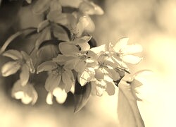 Szary + Sepia
