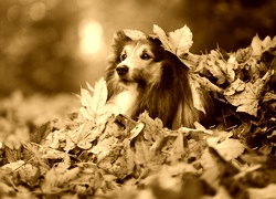 Sepia