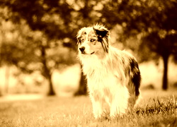 Sepia