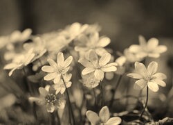 Szary + Sepia