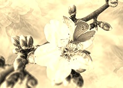 Szary + Sepia