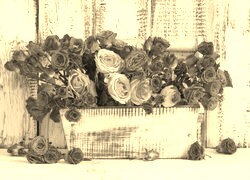 Szary + Sepia