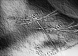 Skamielina