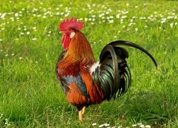 Oryginalny obrazek