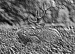 Skamielina