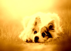 Sepia