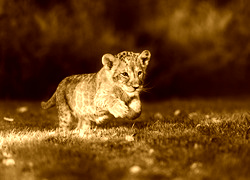 Sepia