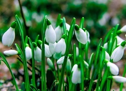 Oryginalny obrazek