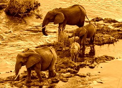 Sepia