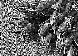 Skamielina