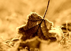 Sepia