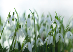 Oryginalny obrazek