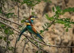 Oryginalny obrazek