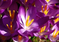 Oryginalny obrazek