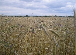 Oryginalny obrazek