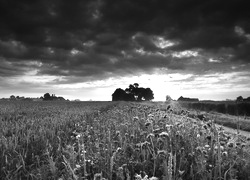 Szary + Sepia