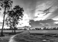 Szary + Sepia