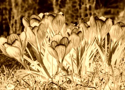 Sepia + Negatyw