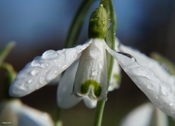 Oryginalny obrazek