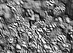 Skamielina