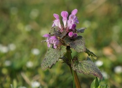 Oryginalny obrazek