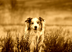Sepia