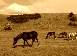 Sepia