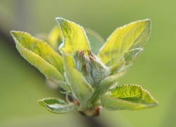 Oryginalny obrazek