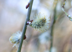 Oryginalny obrazek