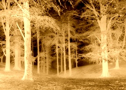 Sepia + Negatyw