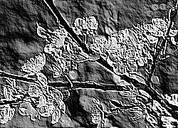 Skamielina