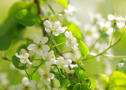 Oryginalny obrazek