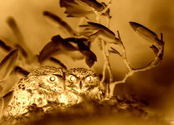 Sepia + Negatyw