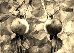 Szary + Sepia