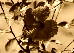 Sepia