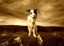 Sepia