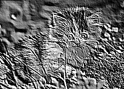 Skamielina