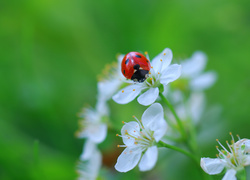 Oryginalny obrazek