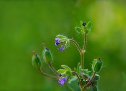Oryginalny obrazek