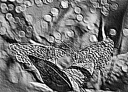 Skamielina