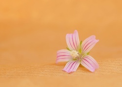Oryginalny obrazek