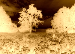 Sepia + Negatyw