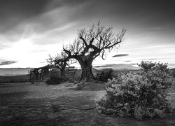 Szary + Sepia