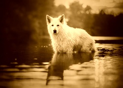 Sepia