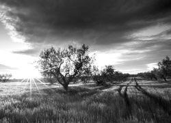 Szary + Sepia