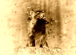 Sepia + Negatyw