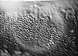 Skamielina