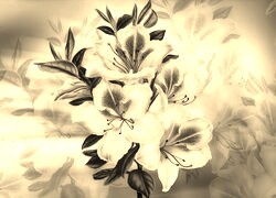 Szary + Sepia